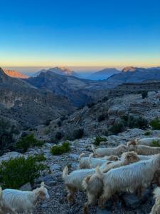 a herd of sheep walking on a rocky mountain at the suwgra-Al-Jabal Al-Akdar in Sūkirah