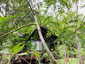 Zahrada ubytování Coconut Tree House