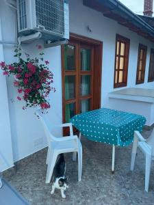 モスタルにあるCasa miaの猫座