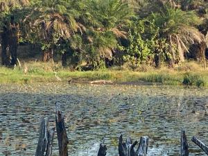 Nuotrauka iš apgyvendinimo įstaigos Chez Diop sur la mer mieste Kafountine galerijos