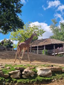 eine Giraffe, die vor einem Gebäude läuft in der Unterkunft Maison cozy la casa de Coronata Châteaux-Beauval in Gièvres