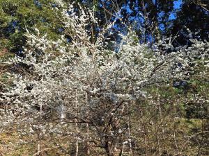 un albero in fiore con fiori bianchi di Nanzhuang Haoshanhaishui B&B a Hung-mao-kuan