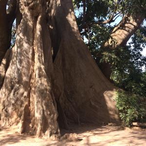 Nuotrauka iš apgyvendinimo įstaigos Chez Diop sur la mer mieste Kafountine galerijos