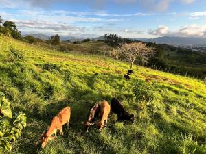 Άλλα ζώα σε αυτό το σαλέ ή στη γύρω περιοχή +32 φωτογραφίες