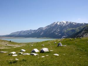 a herd of sheep grazing on a grassy hill with a mountain at Apartman Lux Blidinje Risovac in Blidinje