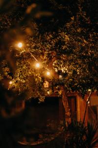 een boom met 's nachts lichten erop bij Recanto de Gaia in Ilhabela