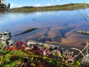 a view of a body of water with plants at Torsetlia Cottages and Apartments in Uvdal