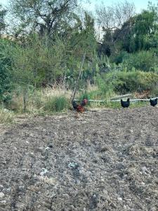 Gallery image of Cabaña Refugio campestre in Rinconada de Silva +24 photos