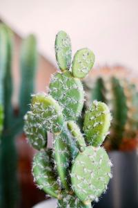 een close-up van een groene cactusplant bij Helles Design-Loft im Zentrum mit Schlossbergblick in Graz