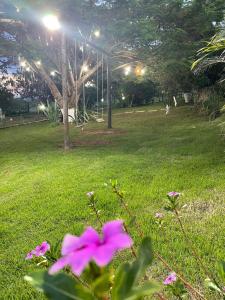 a pink flower in a field of green grass at Sítio Oásis in Esmeraldas +30 photos