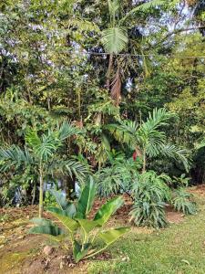 a group of palm trees in a park at Cabana Castaña in Marsella +7 photos