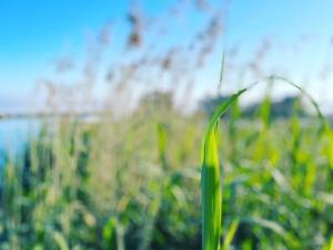 a close up of a blade of grass in a field at Ferien_HAUS AM AHORNECK _ THEA in Göhren-Lebbin