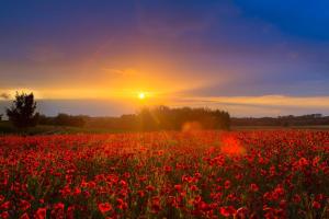 een veld van rode bloemen met de zonsondergang op de achtergrond bij Luxus_SPA_OG_Fewo MOHNBLUME _WE 4_ in Göhren-Lebbin