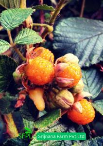 Imagem da galeria de SRIJANA FARM em Bākhri Kharka