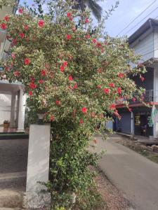 蒙纳Soly's Villa Homestay的相册照片