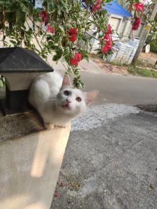 和主人一起入住Soly's Villa Homestay的宠物