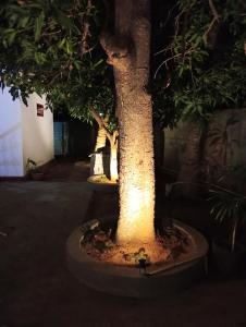 Un jardín fuera de Cha Cha Guest House