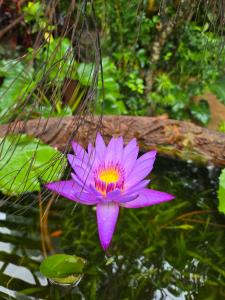 a purple water lily in a pond at SURF N SUN - Arugam Bay in Arugam Bay +116 photos