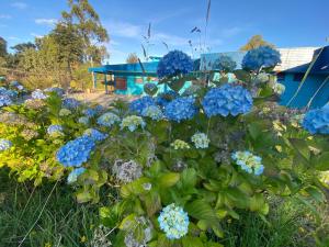 a bunch of blue flowers in a garden at Montahue Nercón in Castro