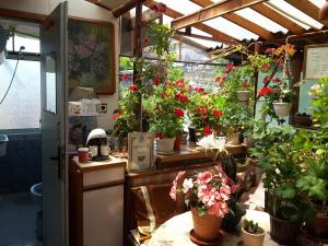 En have udenfor Diana Guesthouse