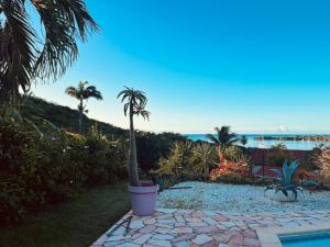a palm tree in a pot next to a pool at Villa Bleue, piscine, vue mer in Le Diamant