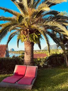 a red bench in front of a palm tree at Villa Bleue, piscine, vue mer in Le Diamant