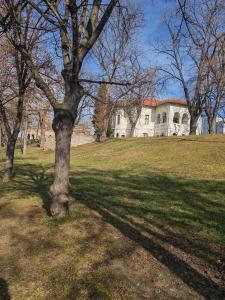 een boom in een veld voor een huis bij Central Apartments Madona in Craiova +12 foto's