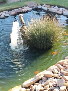 a dog in the water near some grass at Townsend Backpackers in Lambertʼs Bay