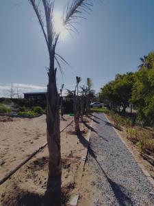 a row of palm trees on the beach at Townsend Backpackers in Lambertʼs Bay