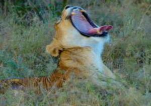 Fotografie z fotogalerie ubytování Cysha Paradise v destinaci Ol Pejeta Conservancy