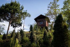 eine kleine Holzhütte auf einem Hügel mit Bäumen in der Unterkunft Bosque de Niebla in Tlatlauquitepec
