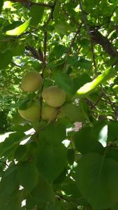 un montón de frutas verdes colgando de un árbol en Quinta Santiago, en San Rafael