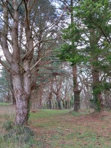 a group of trees in a field with grass at 2p sur le golf de La Baule in Bilac +1 photo