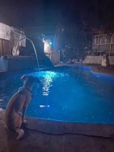 a dog sitting in a swimming pool at night at Amplia casa con piscina y vista al mar in Cartagena +14 photos