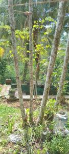 eine Gruppe von Palmen in einem Garten in der Unterkunft Coconut Breeze Villa in Mirissa