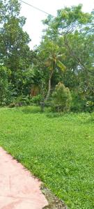 ein Pfad in einer Wiese mit Bäumen in der Unterkunft Coconut Breeze Villa in Mirissa