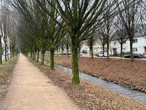 a tree lined path in a park with trees at Wiembachallee in Leverkusen