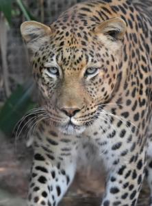 Galería fotográfica de The Lions Foundation Rescue & Conservation Centre at Schrikkloof en Warmbaths