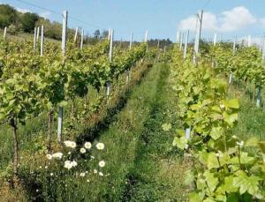Zahrada ubytování Grande maison de vacances L'Orée des Vignes