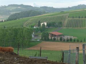 サン・ミニアートにあるTenuta Borgo al Soleの畑の隣の丘の上に立っている牛 +5枚の写真