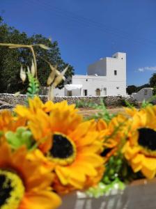 een groep gele zonnebloemen voor een wit gebouw bij Masseria Helianthus in Ceglie Messapica