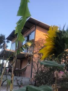 Zahrada ubytování Govinda House