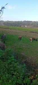 a group of animals grazing in a field at Sol Mar in Odeceixe