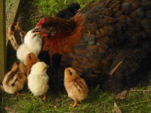 a rooster and chicks standing next to each other at Ferienwohnung "Tier-Garten" in Tribsees +2 photos