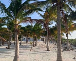a group of palm trees on a sandy beach at Playa bonita in San Crisanto