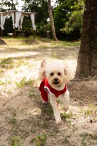 Foto dalla galleria di Canto Leela Eco Bungalows a Serra Grande Altre 62 foto