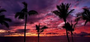 un grupo de palmeras frente a una puesta de sol en Donde Zenojal Puerto Naos, en Puerto Naos
