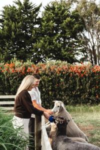 Un uomo e una donna che danno da mangiare a un cane oltre una recinzione di Kookaburra Cottage - 10 minutes from Mount Gambier CBD a Yahl Paddock