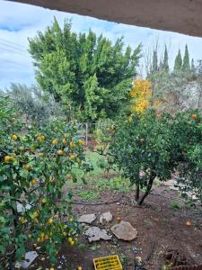 Vườn quanh הפינה של ציפי ועופר- צימר כפרי מקסים עם נוף מהמם