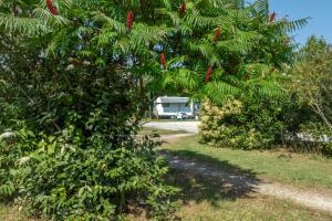 a palm tree with red peppers hanging from it at Camping Seasonova Le Plan d'Eau in Saint-Yrieix-sur-Charente